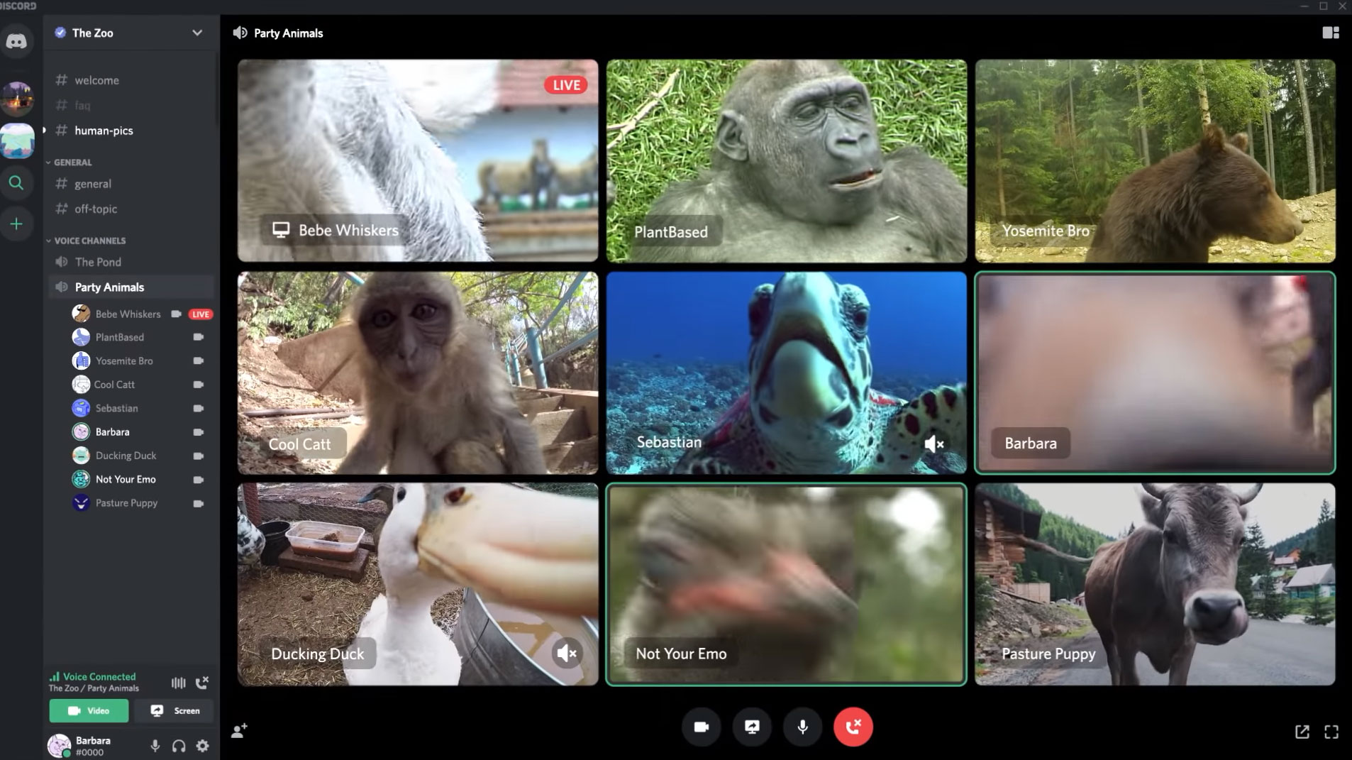 Video Calls – Discord