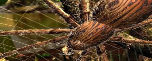 Empire of the Ants – Various Cheats