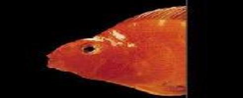 MOPy Fish